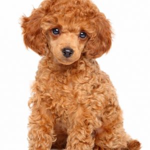 Toy Poodles