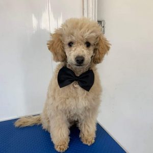 Cream Toy Poodle Pup.