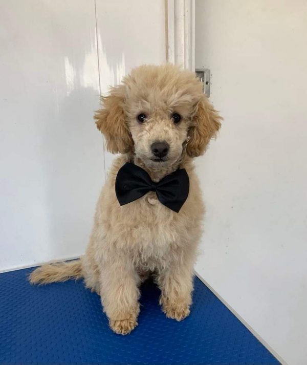 Cream Toy Poodle Pup.