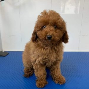 Red Toy Poodle Pup.