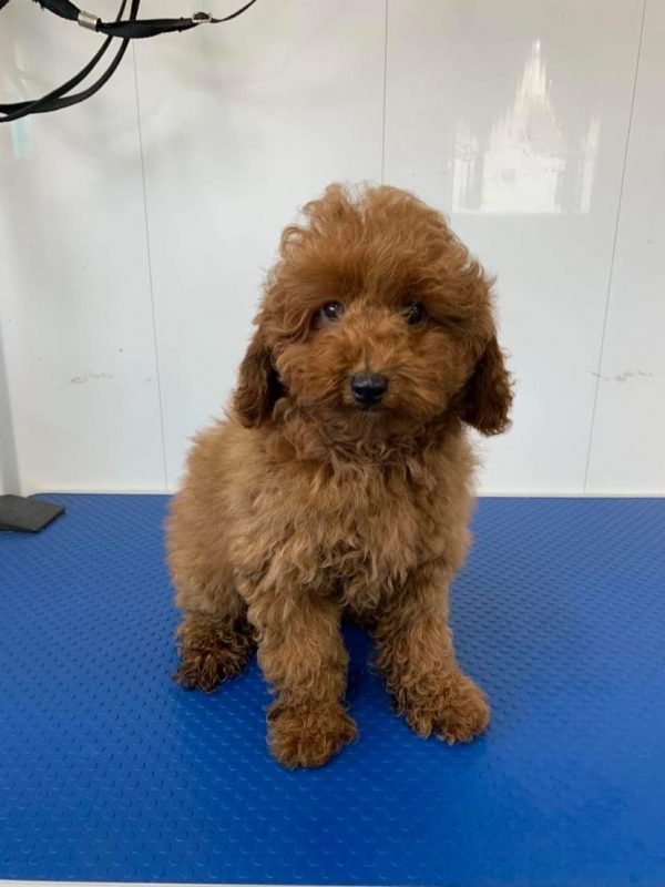 Red Toy Poodle Pup.
